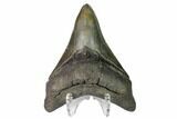 Serrated, Fossil Megalodon Tooth #149381-2